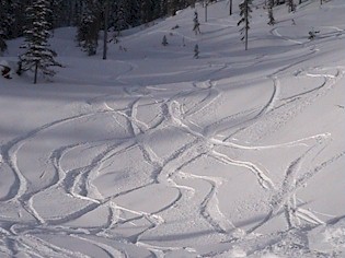 Freshies coming out of the glades