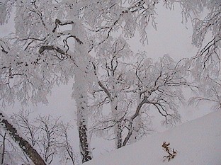 Snow Ghosts