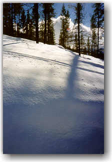 Panorama Trees