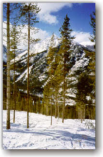 Open Glades - Panorama