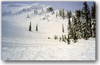 Cedar Bowl - Fernie