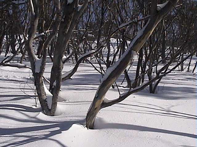 Fresh snow, sunshine and no wind on lower Boundary Rider