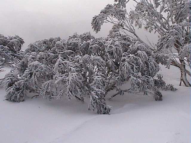 Frosted trees on Tuesday morning