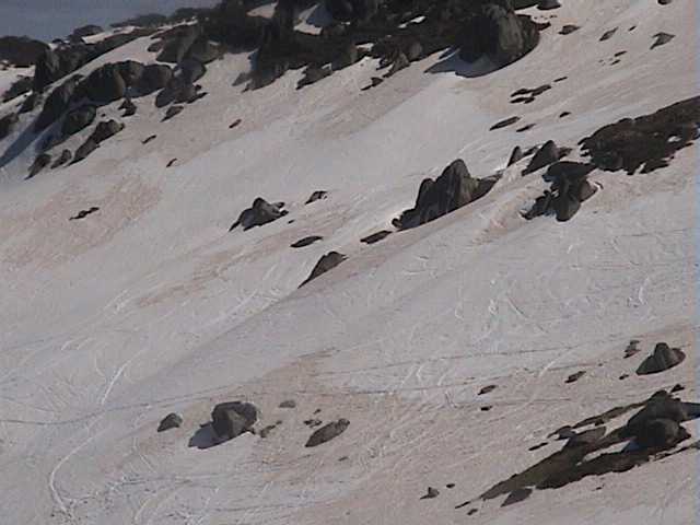 Fresh tracks (trenches) above the Basin after walking over the grass and rock