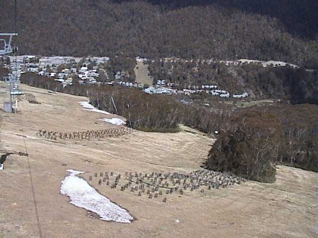 New plantations beyond last year's new planting below Mid Station on Kosi chair