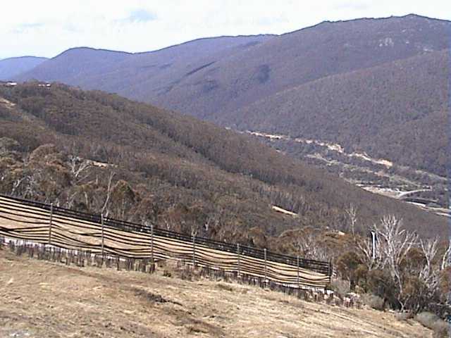 The latest forest plantation put in today - on the upper Supertrail