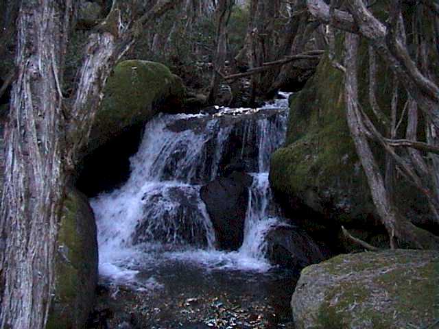 Cascades in a heavily treed gully