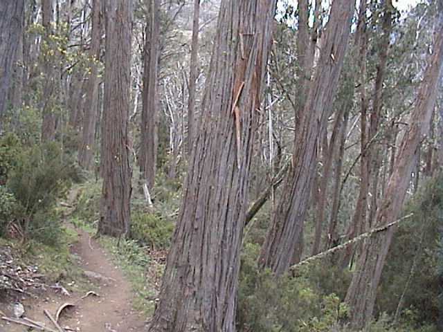 The tall trees that many never see in Thredbo