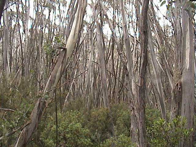 Walks through the forests keep you out of wind and rain