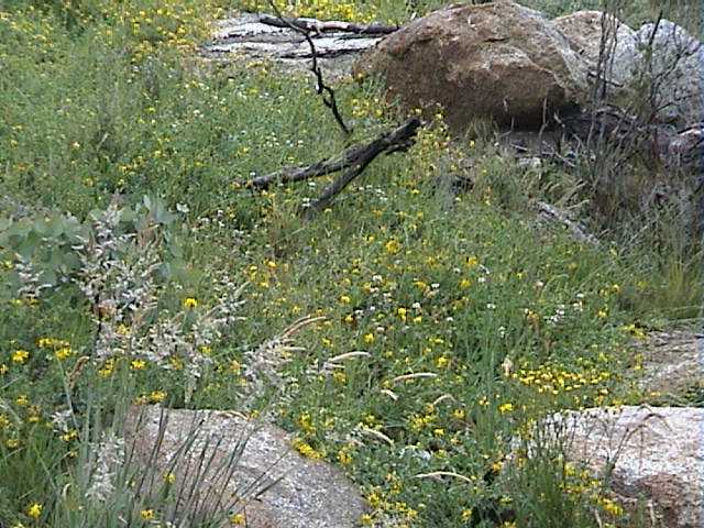 Flowers are still in bloom throughout the area