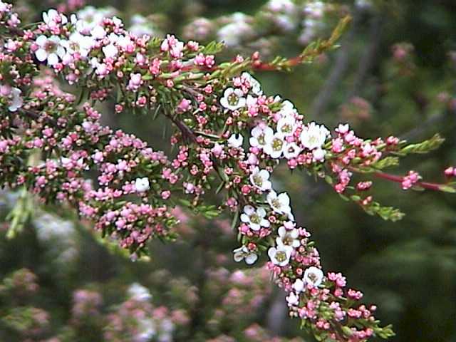 Delicate buds in a harsh environment