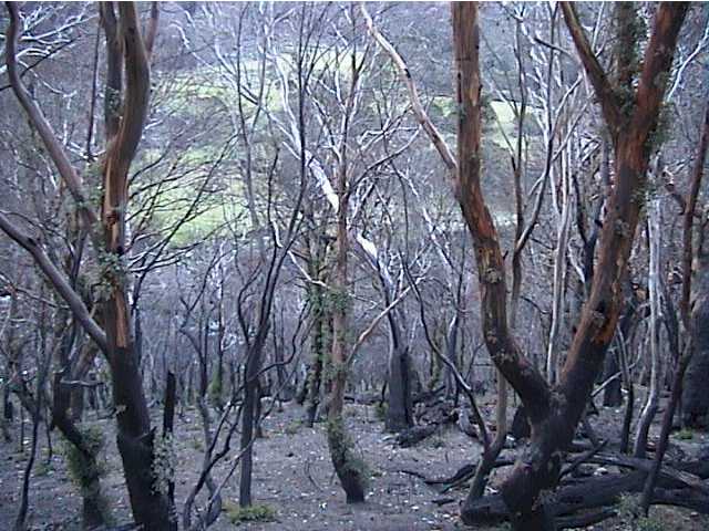 Looking down from the Alpine Way towards the Golf Course