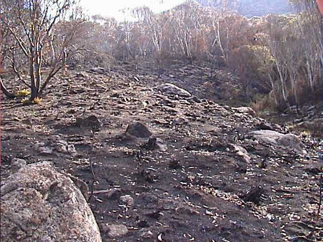 Much of the undergrowth has gone meaning more access to off piste areas