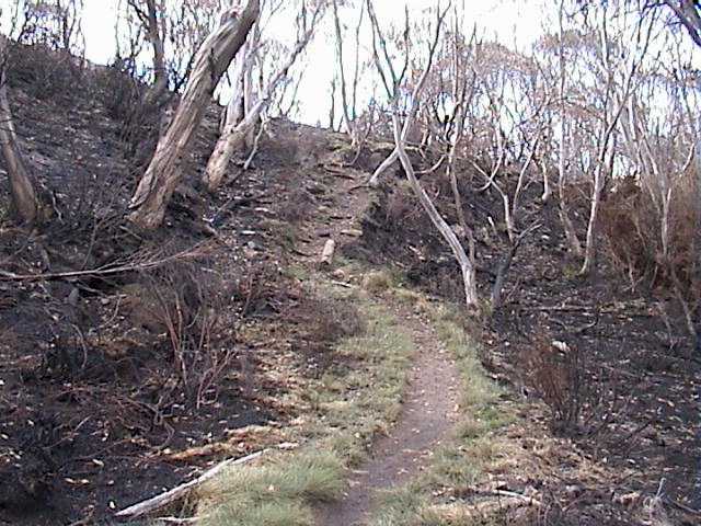 The green 'River Walk'  meandering within the blackened landscape