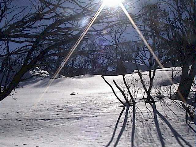 'Black Fingers of Death' silhouetted against the deep blue sky