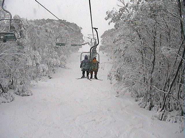 Sunday morning - Snow laden trees at the bottom of Snow Gums chair