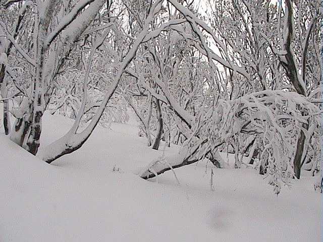 Wonderful untracked powder everywhere