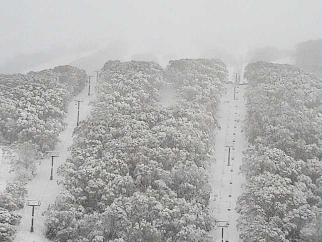 Snow covered trees on Sunday morning