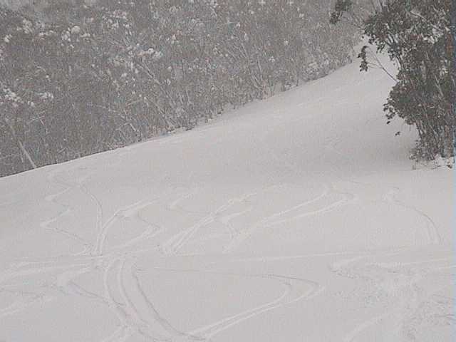 Fresh tracks at the bottom of True Blue yesterday morning