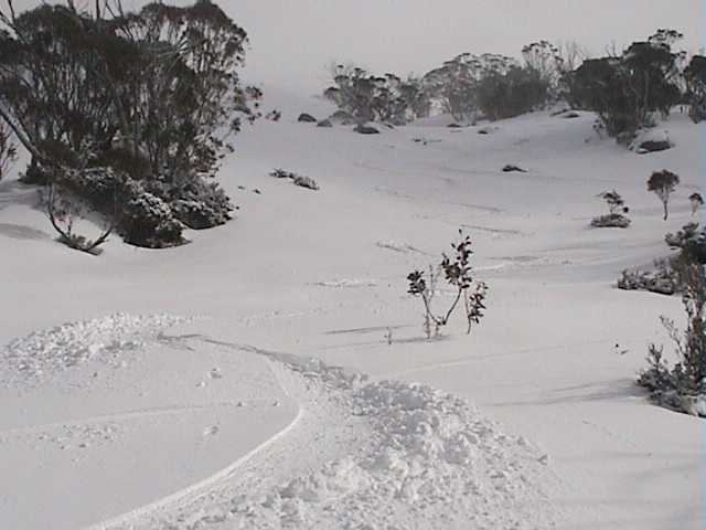 Freshies top to bottom  just fantastic for this time of year