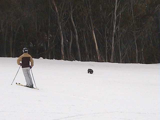 Local wombat inhabitant crossing Supertrail early Sunday morning