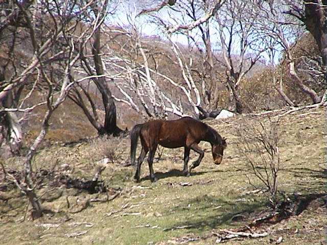 One of the Brumbies at Dead Horse Gap that NPWS wants out