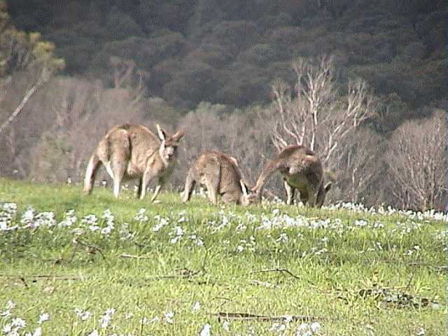 Springtime  Kangaroos amongst the wild flowers