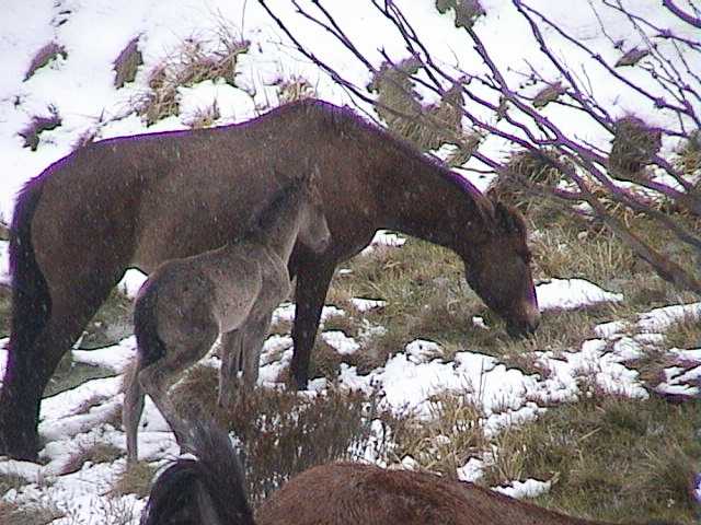 Mare and newborn Foal at Dead Horse Gap