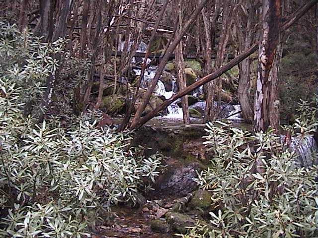 Streams cascading throughout the resort