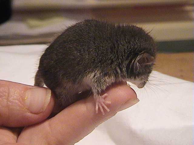 Eastern Pigmy Possum rescued in Thredbo