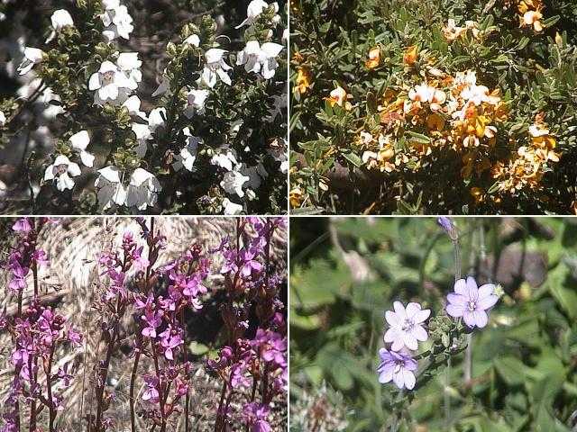 Myriad of wild flowers