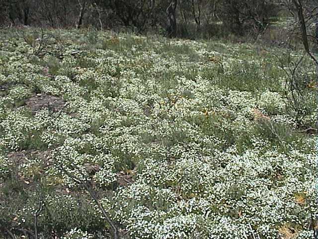 Summer's white ground cover