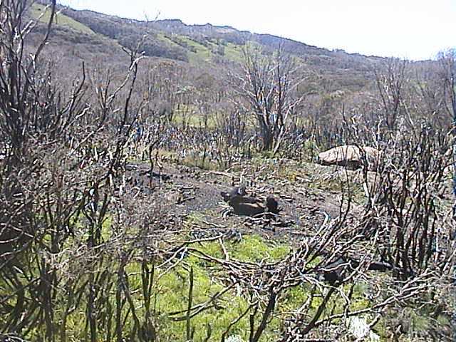 A reminder of last January's tragic bush fires