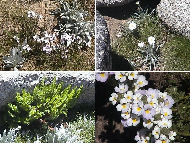 Some of the high-alpine flora