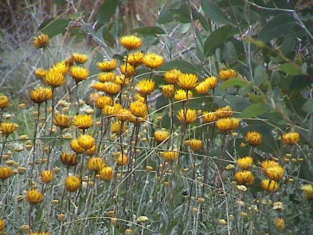 Natures dried flower arrangements