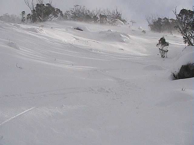 Freshies on the windblown snow