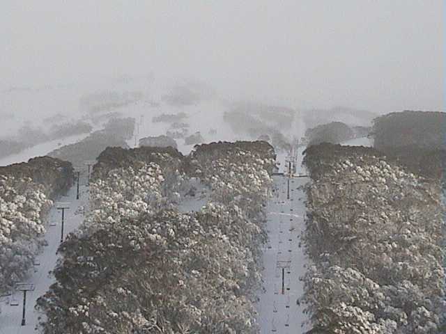 Snow covered trees on Saturday morning