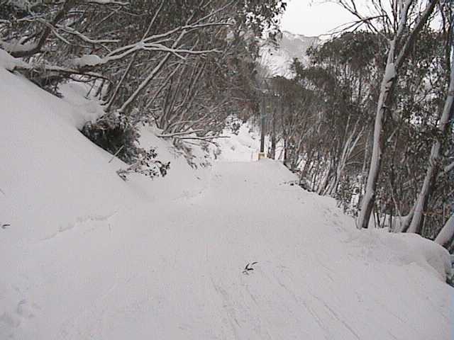 Yesterdays groomed Bunny Walk