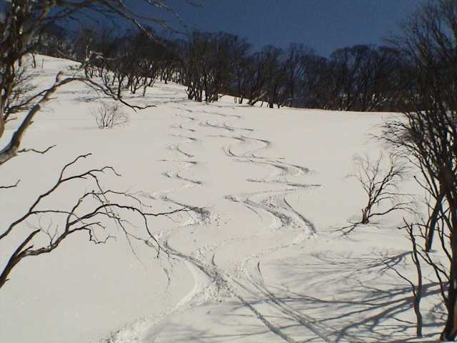 Fresh turns above DHG - Tuesday<br>Photo supplied by The Phantom