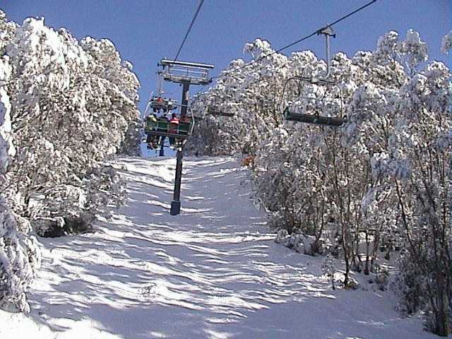 Snow laden trees beside Kosi Express - Wednesday