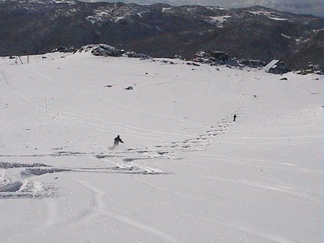 GD & Rosco's field of turns before we trashed them - Wednesday