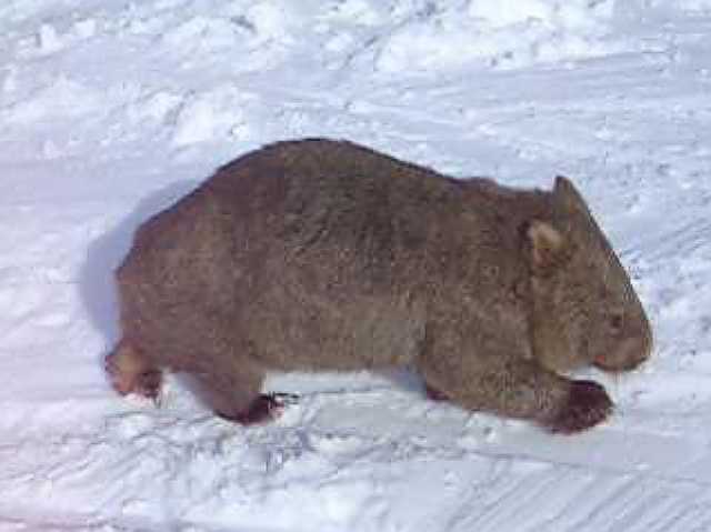 Wombat on Funnel Web - Wednesday<br>Photo supplied by Linda