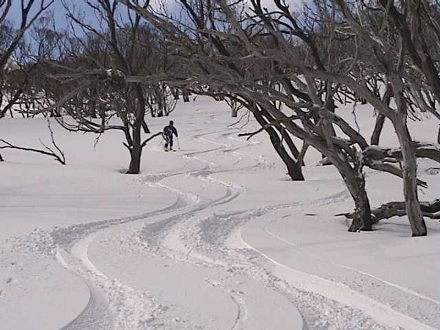 Marys line  between or around the trees?