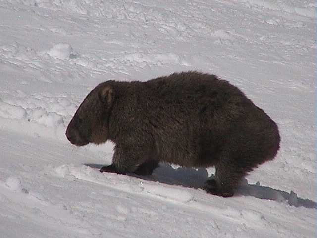 Wombat in the Basin today