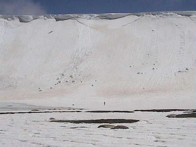 Acacia standing below the cornice beside Lake Cootapatamba