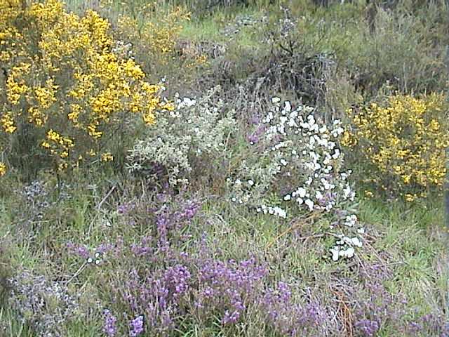 The wild flowers are out despite the wintery conditions over the past few weeks