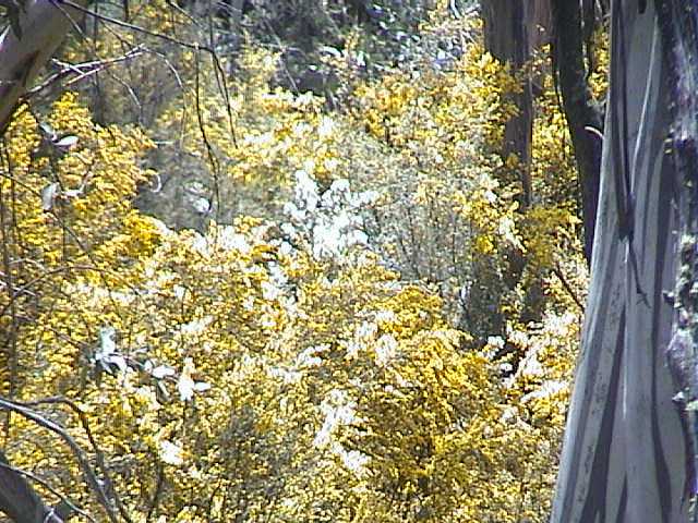 Flowers out on the lower slopes  no its not wattle