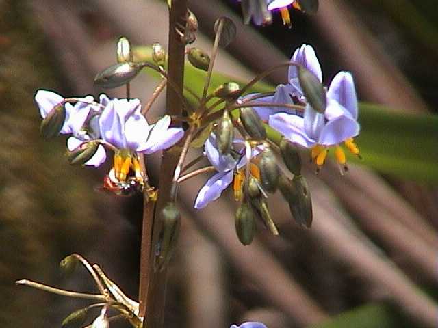 Delicate little wild flowers are out all over the place