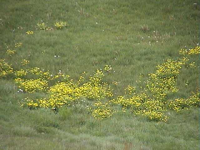 Fields of flowers