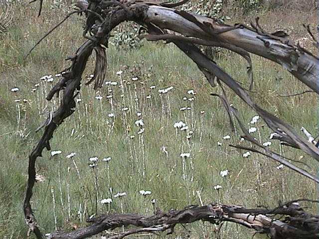 And more flowers 